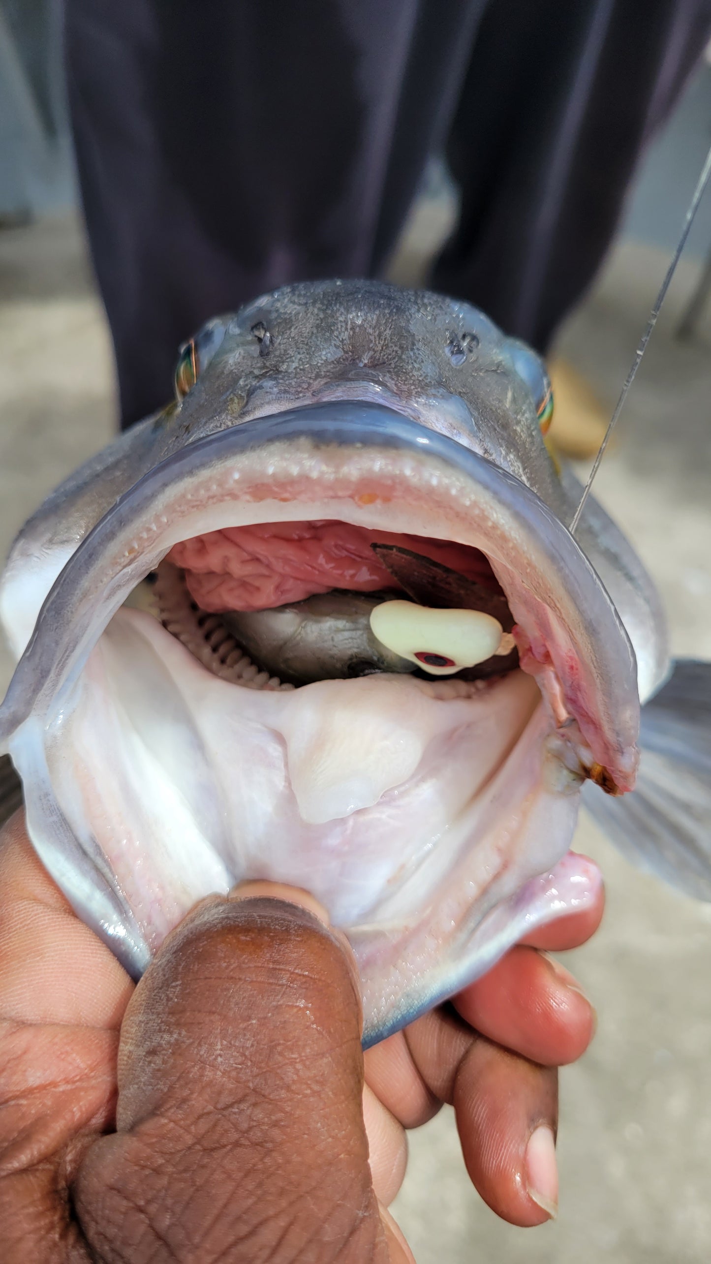 Angry Lures Blue Fin Tail