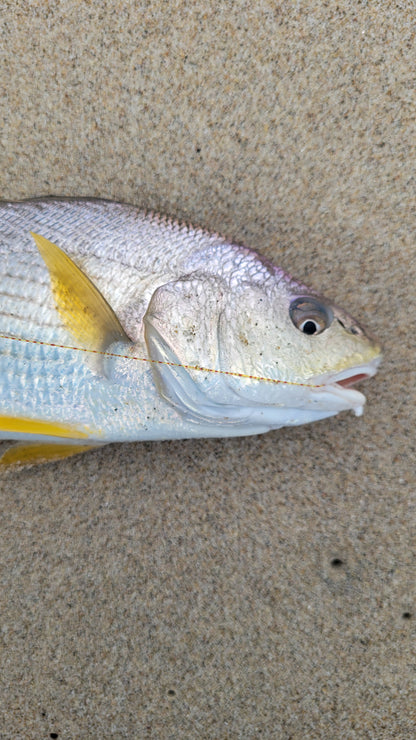 Santa Monica Beach Surf Fishing Guide