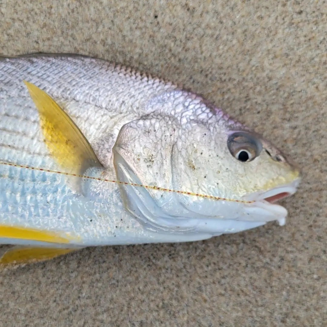 Friedman Adventures Fishing Leader Line ALL CITY BAITS, LLC.
