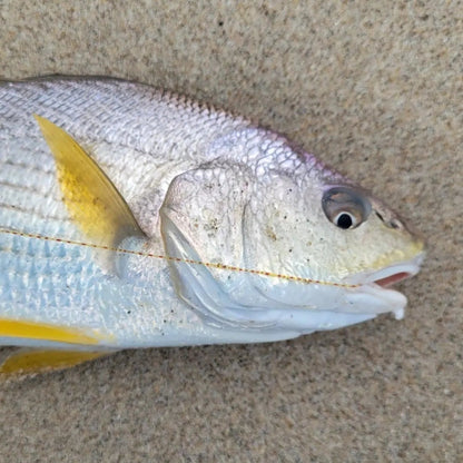 Friedman Adventures Fishing Leader Line ALL CITY BAITS, LLC.