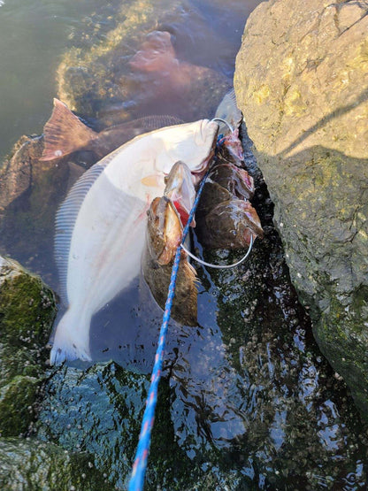 Santa Monica Beach Surf Fishing Guide